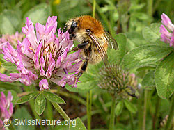 Ackerhummel (Bombus pascuorum)<br/>Rot-Klee blühend (Trifolium pratense)