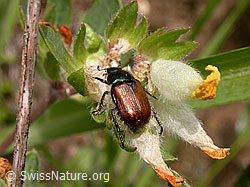 F003398: Gartenlaubkäfer (Phyllopertha horticola)