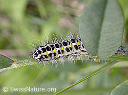 F003410: Grosses Fünffleck-Widderchen Raupe (Zygaena lonicerae)