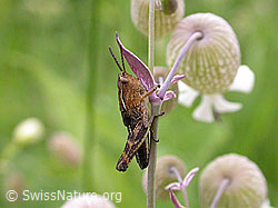 Foto: Kleiner Wiesengrashüpfer (Chorthippus dorsatus)