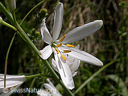 F003453: Astlose Graslilie, Blüte