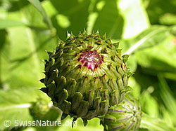 F003482: Verschiedenblättrige Kratzdistel, Knospe