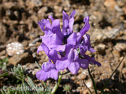 Photo: Alpen-Leinkraut, Blüten