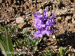 Photo: Alpen-Leinkraut