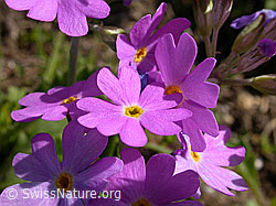 F003577: Mehl-Primel, Blüten