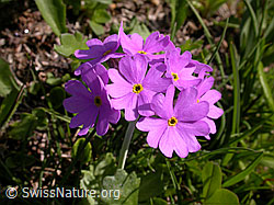 F003579: Blüten der Mehl-Primel