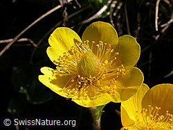 Foto: Gemeine Berg-Nelkenwurz (Geum montanum)