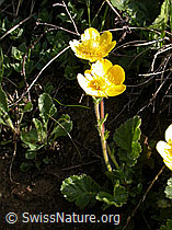 Foto: Gemeine Berg-Nelkenwurz (Geum montanum)