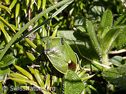 F003609: Wacholderwanze (Chlorochroa juniperina)