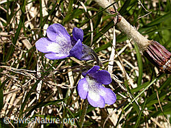 F004021: Gemeines Fettblatt, Blüten