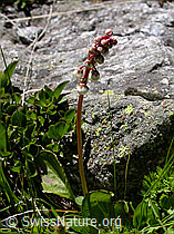 F004082: Kleines Wintergrün