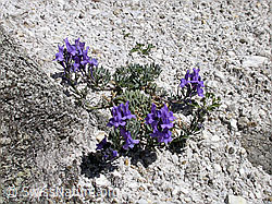 Photo: Alpen-Leinkraut