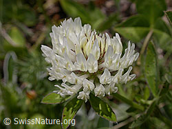 F004494: Kriechender Klee, Blüte