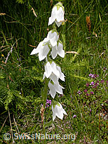 F004501: Bärtige Glockenblume (Campanula barbata)