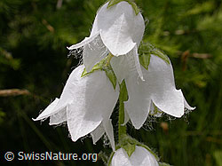 F004503: Bärtige Glockenblume (Campanula barbata)