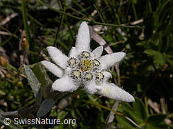 F004665: Edelweiss, Blüte