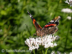 Foto: Admiral (Vanessa atalanta)