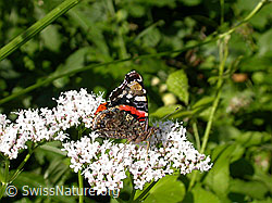 Foto: Admiral (Vanessa atalanta)