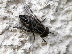Pferdebremse (Tabanus sudeticus) (F004828)