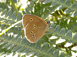 Photo: Brauner Waldvogel (Aphantopus hyperantus)