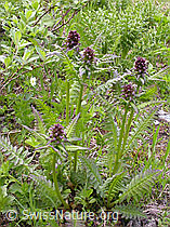 F004841: Gestutztes Läusekraut (Pedicularis recutita)