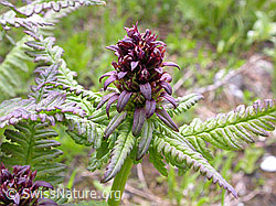 F004842: Gestutztes Läusekraut (Pedicularis recutita)