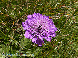Photo: Glänzende Skabiose, Blüte