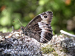Photo: Hipparchia genava