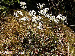 F005072: Weisser Mauerpfeffer