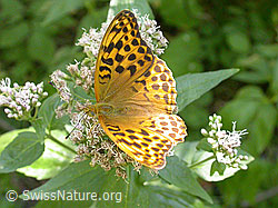 F005080: Kaisermantel (Argynnis paphia)