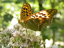 F005081: Kaisermantel (Argynnis paphia)