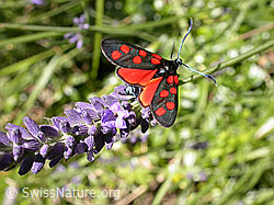 F005088: Hufeisenklee-Widderchen auf Lavendel