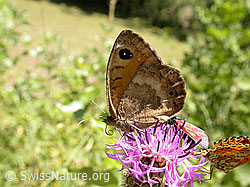 F005094: Weisskernauge (Satyrus ferula), Weibchen