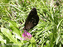 F005098: Weisskernauge (Satyrus ferula), Männchen