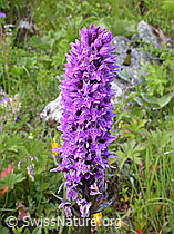 Foto: Blütenstand des Fuchs