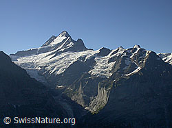 F005136: Oberer Grindelwaldgletscher, Lauteraarhorn, Schreckhorn