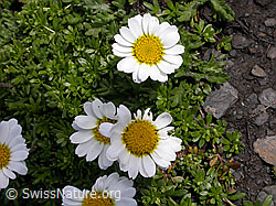 F005205: Hallers Margerite