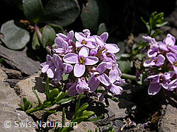 F005214: Kriechendes Täschelkraut (Thlaspi rotundifolium), Blüten
