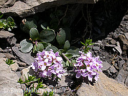 F005216: Kriechendes Täschelkraut (Thlaspi rotundifolium)