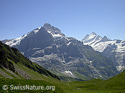 F005229: Wetterhorn, Lauteraarhorn und Schreckhorn