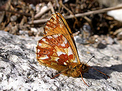 F005328: Hochalpenperlmutterfalter