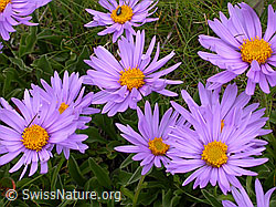 F005424: Alpen-Aster (Aster alpinus)