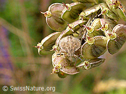 Foto: Beerenwanze (Dolycoris baccarum)