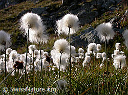 F005493: Scheuchzers Wollgras