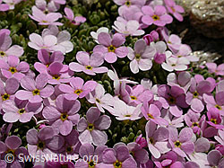 F005777: Alpen-Mannsschild, Blüten