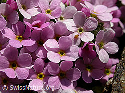 F005778: Blüten des Alpen-Mannsschild