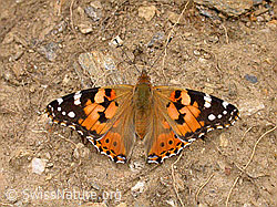 F006084: Distelfalter (Cynthia cardui)