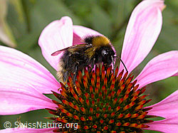 F006124: Dunkle Erdhummel