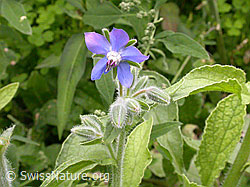 F006145: Borretsch