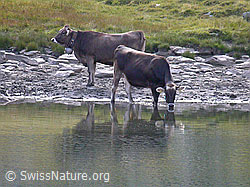 F006411: Zwei Rinder an Bergsee